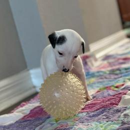 Zora - White and black female Whippet puppy in Winter Garden, Florida from Infinity Whippets