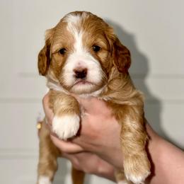 Cherries - Red  female Goldendoodle puppy in Beecher, Illinois from Erica’s Doodles