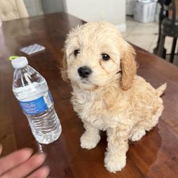 Tan girl 1 - Cream female Cockapoo puppy in Saginaw, Texas from Pawcious Doodles