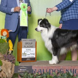 American Eskimo Dogs and Border Collies from Mondenkind Border Collies and Guidingstars American Eskimos