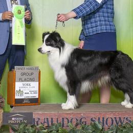 American Eskimo Dogs and Border Collies from Mondenkind Border Collies and Guidingstars American Eskimos