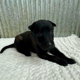 Green Collar - Black sable male Belgian Malinois puppy in Muskegon, Michigan from Red Acres Working Line K9s