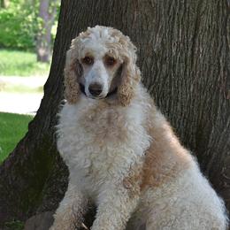 Jubilee - Poodle