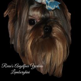 Yorkshire Terrier All Grown Up from Reese's Angelface Yorkies