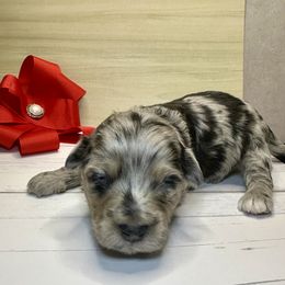 Olaf - Blue merle male Aussiedoodle puppy in Castalia, Iowa from K&K Kennels