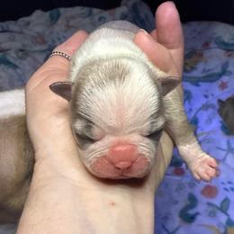 Cho - Blue male Boston Terrier puppy in Monroe, Washington from Nordkyn Boston Terriers
