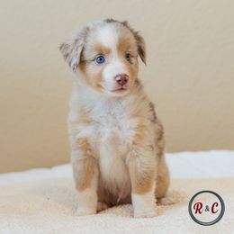 Ceder - Red merle male Miniature Australian Shepherd puppy in Buna, Texas from R & C Kennels