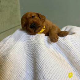 Lemon - Dark golden female Golden Retriever puppy in Maysville, North Carolina from Gold Rush Retrievers