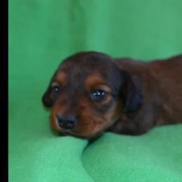 Boy 1 - Red male Dachshund puppy in Cherokee, Oklahoma from Special “K” Dachshunds