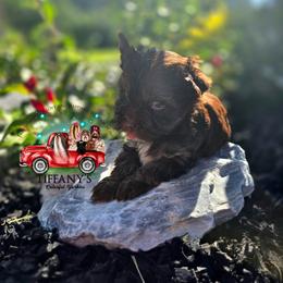 Girl 3 - Liver female Yorkshire Terrier puppy in Old Fort, North Carolina from Tiffany’s Colorful Yorkies