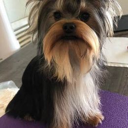 Yorkshire Terrier Puppies from Mirage Yorkies
