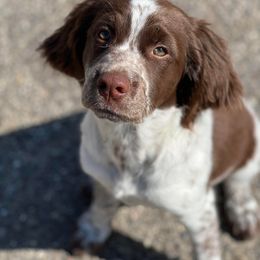 English Springer Spaniel Puppies from Homegrown Springers