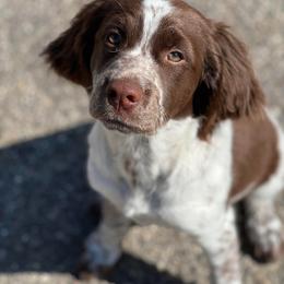 English Springer Spaniel Puppies from Homegrown Springers