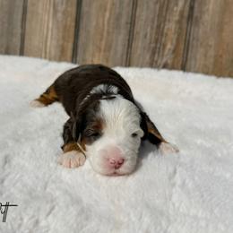 Witt - Merle male Bernedoodle puppy in Wamego, Kansas from Doodles of Oz