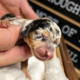 Buster - Dapple male Dachshund puppy in Upland, California from The Puppy Cottage