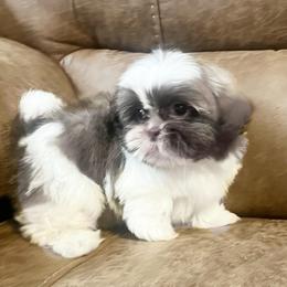 AKC Rebel - Lilac male Shih Tzu puppy in Greenville, South Carolina from Babyface Shih Tzu