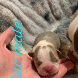 Boston Terrier Puppies from Heather's Boston Babies