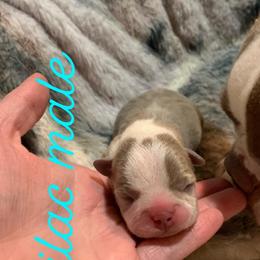 Boston Terrier Puppies from Heather's Boston Babies