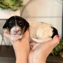 Princess Daisy- orange collar female - Tri-color female Bernedoodle puppy in Salt Lake County, Utah from Coco Avenue Pups