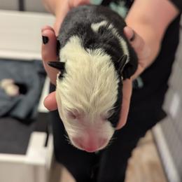 Davey Jones - Black and white male Border Collie puppy in Linton, Indiana from Kraken Border Collies