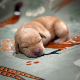 Cedar - Yellow male Labrador Retriever puppy in Isle, Minnesota from Dog Ear Outfitters