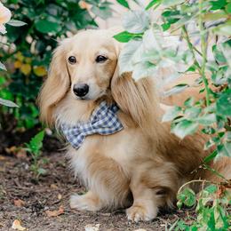 Dachshunds from Dainty Cream Doxies