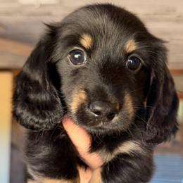 Dragonfly - Black and tan male Dachshund puppy in Floresville, Texas from Muddy River Dachshunds