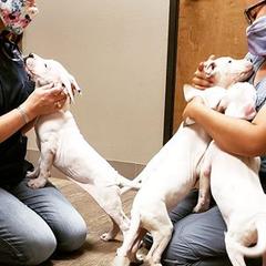 Dogo Argentinos from La Tribe of Judah | Dogo Argentino in Texas