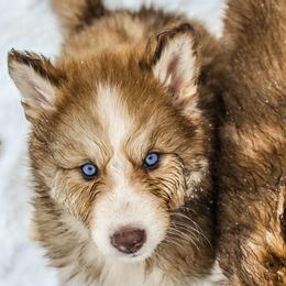 Chihowa Haiaka - female Native American Indian Dog puppy in Brimfield, Massachusetts from Seven Sisters Canids