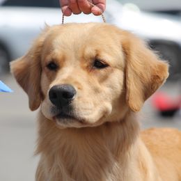Splash - Golden Retriever