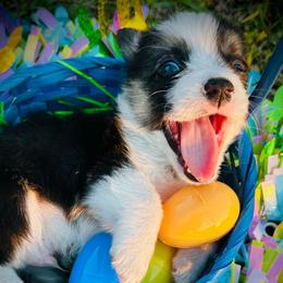 Reid Wiseman - Black and white male American Corgi puppy in Cocoa, Florida from Cascadian Space Coast Corgis LLC