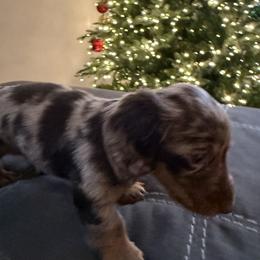 Dachshund Puppies from Birkin’ Paws