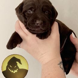 Oogie Boogie - Chocolate male Labrador Retriever puppy in Water Valley, Mississippi from Three Lakes Labs & WHDs