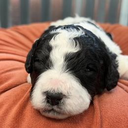 Polar - Black and white male Bernedoodle puppy in Russellville, Arkansas from Crossgate Doodles