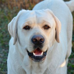 Duke - Labrador Retriever
