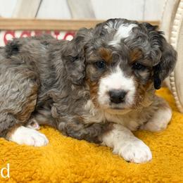 Blizzard - Blue merle male Bernedoodle puppy in Henry, Illinois from Rowe Farms Doodles
