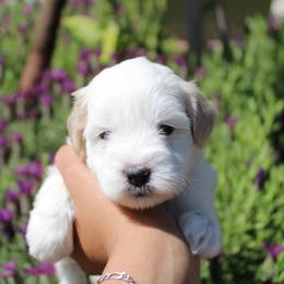 Girl 1 - Parti female Miniature Schnauzer puppy in Santa Ana, California from Thehood_weenies