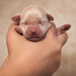 Green Collar - Yellow female Labrador Retriever puppy in Madison, Wisconsin from Meritrust Labradors