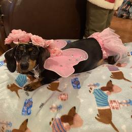 Willow Mae - Dachshund