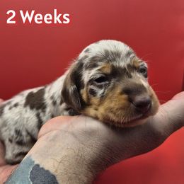 Purple Girl - Dapple female Dachshund puppy in Salem, Oregon from Wonder Weenies