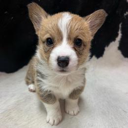 Jessie - Red female Pembroke Welsh Corgi puppy in Algona, Iowa from LTT Corgis
