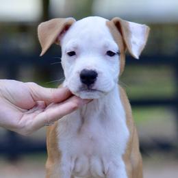 Girl 1 - Red female American Staffordshire Terrier puppy in St. Augustine, Florida from LBK & Ancient City