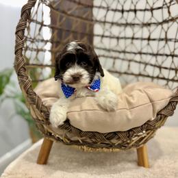 Milo - Chocolate male Australian Labradoodle puppy in Calhoun, Louisiana from Arrowhead Australian Labradoodles