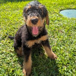 Miss Bright Green - Black and tan female Airedale Terrier puppy in Huntersville, North Carolina from Cool Hand Luke Kennels