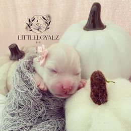 Pomsky Puppies from LittleLoyalzLLC