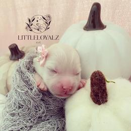 Pomsky Puppies from LittleLoyalzLLC