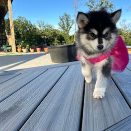 Iris - Black and white Pomsky puppy in Bunch, Oklahoma from Madden Mountain Pomskies