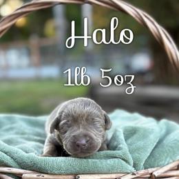 Halo - Silver female Dilute Retriever puppy in Puyallup, Washington from 12 Door Farm Labradors