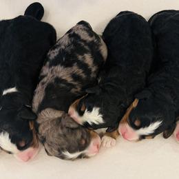 Bernedoodles and Goldendoodles from Martin’s Doodles