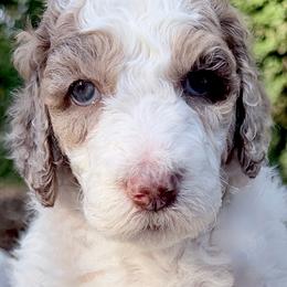 Wren - Parti female Goldendoodle puppy in Wake Forest, North Carolina from Wake Forest Darling Doodles